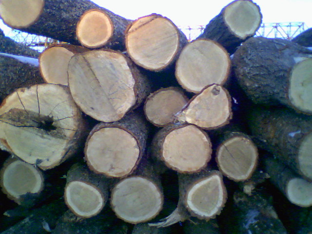 Drewno Opałowe w Kłodach